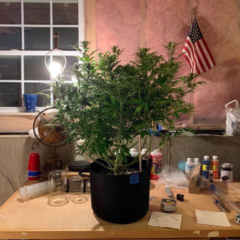 Cherry Blossom CBD growlog photo: Before 3week defoliation 