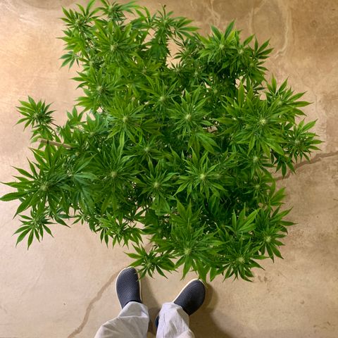 Cherry Blossom CBD growlog photo: Post defoliation.  Did the bottom 3rd, and any top big leaves that were covering bud sites.  Removed a few stems too that were never going to make it to the top