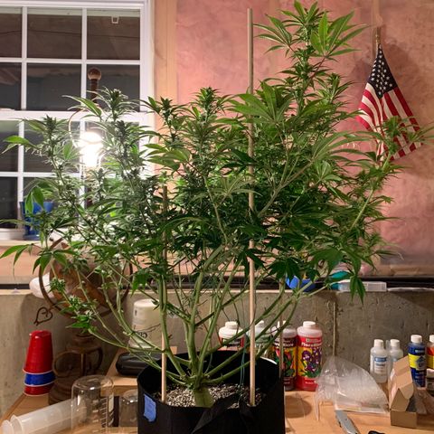 Cherry Blossom CBD growlog photo: Post defoliation.  Did the bottom 3rd, and any top big leaves that were covering bud sites.  Removed a few stems too that were never going to make it to the top