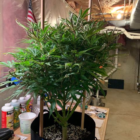 Lemon Pie growlog photo: Pre defoliation 