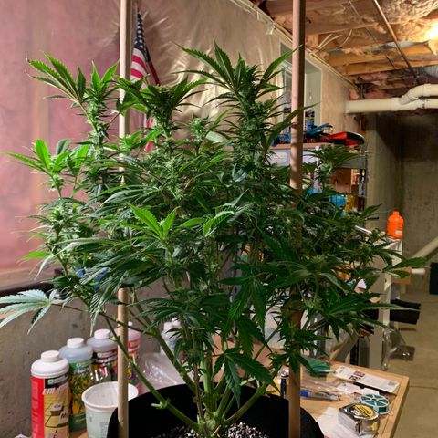 Lemon Pie growlog photo: Post defoliation 
