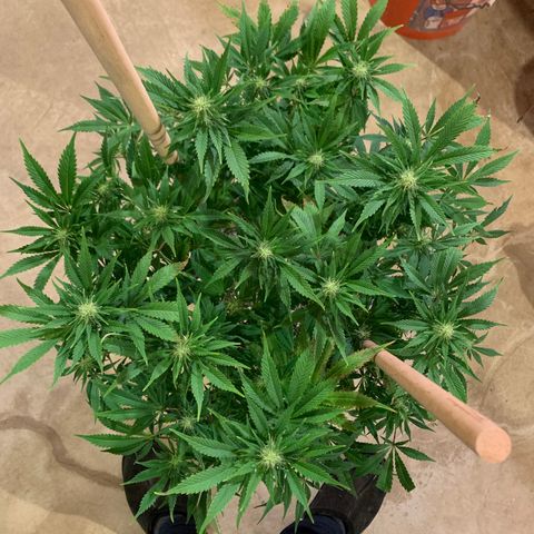 Lemon Pie growlog photo: Post defoliation 