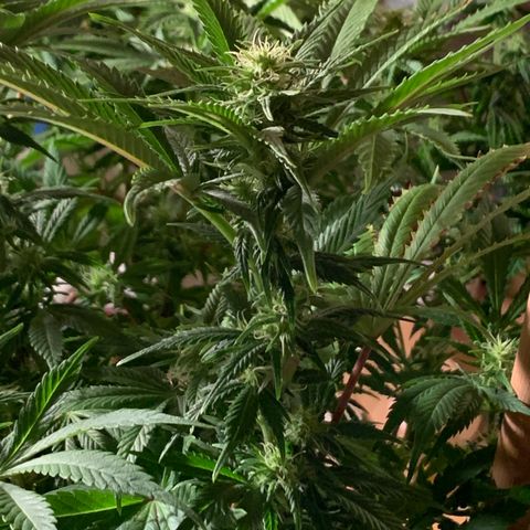 Lemon Pie growlog photo: Post defoliation 