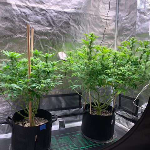Lemon Pie growlog photo: Lookin good!