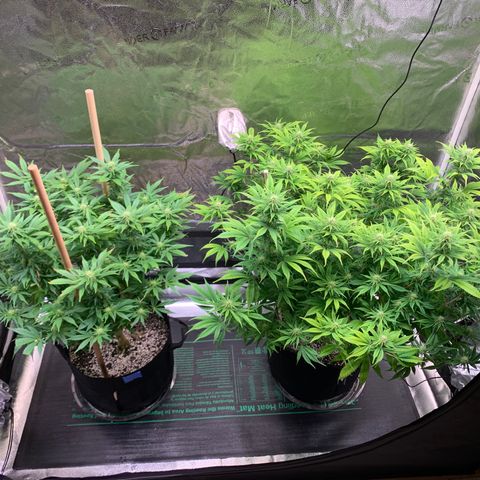 Lemon Pie growlog photo: Lookin good!