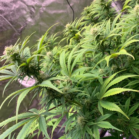 Lemon Pie growlog photo: Buds coming in nicely 