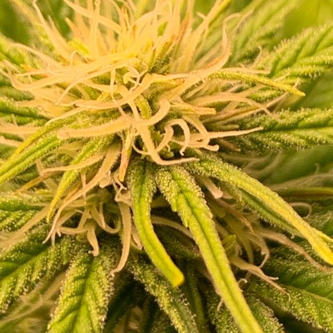 Lemon Pie growlog photo: Buds coming in nicely 