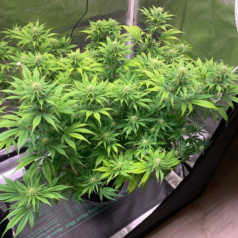 Lemon Pie growlog photo: Buds coming in nicely 