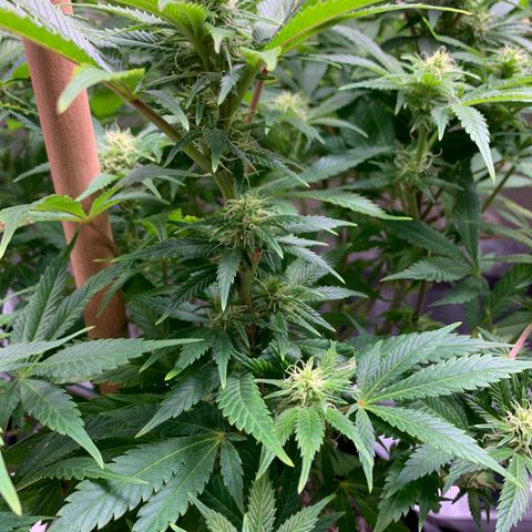 Lemon Pie growlog photo: Buds coming in nicely