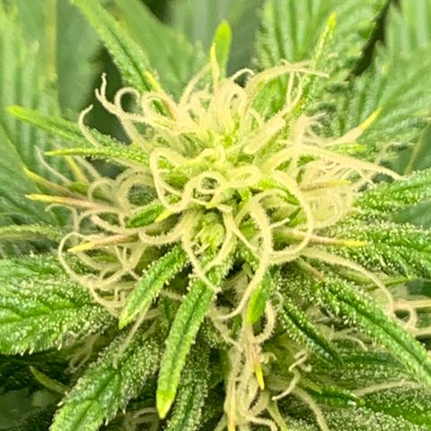 Lemon Pie growlog photo: Buds coming in nicely