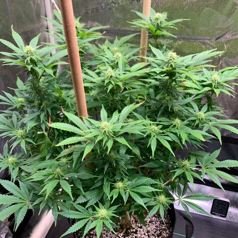 Lemon Pie growlog photo: Buds coming in nicely