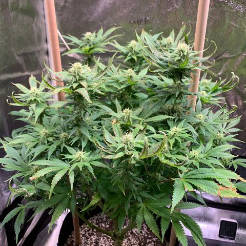 Lemon Pie growlog photo: Still getting light burn, even with the light angled away a bit - though I’ve been turning the brightness up a little over the past few days, up to just under 60%.  I’ve pulled the brightness down to 50%.  Buds don’t look bleached or burnt 