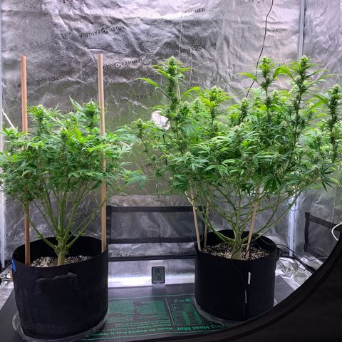 Lemon Pie growlog photo: Showing the additional angle of the lights