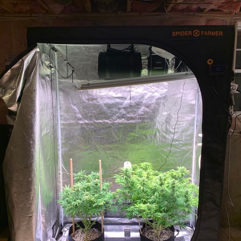 Lemon Pie growlog photo: Showing the additional angle of the lights