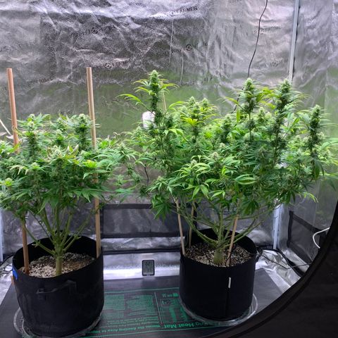 Lemon Pie growlog photo: Gettin’ there.  5.5 weeks of flowering 