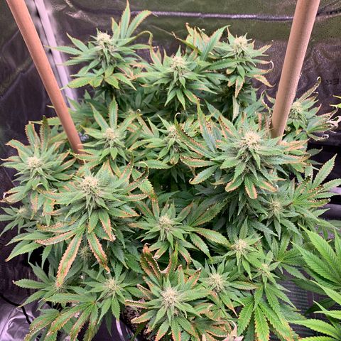 Lemon Pie growlog photo: Not showing new signs of leaf burn, at least rapid change.  Buds are coming in ok.