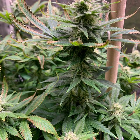 Lemon Pie growlog photo: Not showing new signs of leaf burn, at least rapid change.  Buds are coming in ok.