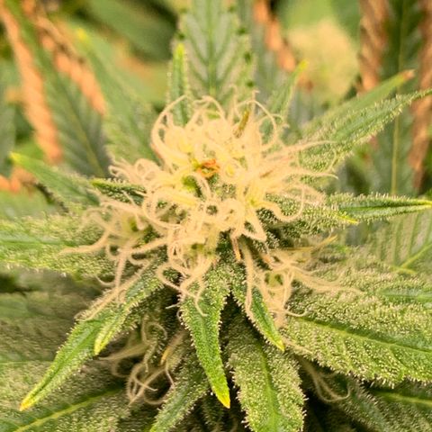 Lemon Pie growlog photo: Not showing new signs of leaf burn, at least rapid change.  Buds are coming in ok.