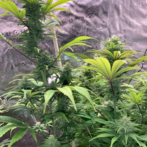 Cherry Blossom CBD growlog photo: Looks to be doing better than the lemon pie.  Little bits of brown hairs are coming in. 