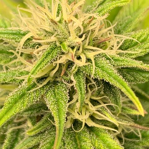 Cherry Blossom CBD growlog photo: Looks to be doing better than the lemon pie.  Little bits of brown hairs are coming in. 