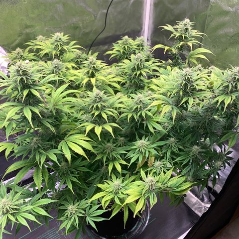 Cherry Blossom CBD growlog photo: Looks to be doing better than the lemon pie.  Little bits of brown hairs are coming in. 