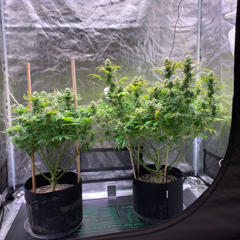Lemon Pie growlog photo: Lookin good.  Teeny bit of dead growth on the cherry, same light burn look in the lemon but nothing accelerating that I can tell 