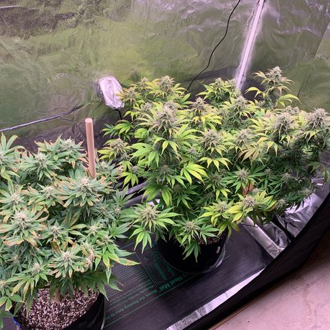 Lemon Pie growlog photo: Lookin good.  Teeny bit of dead growth on the cherry, same light burn look in the lemon but nothing accelerating that I can tell 