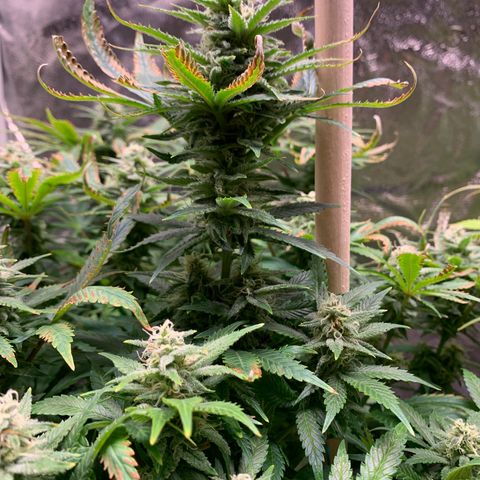 Lemon Pie growlog timeline photo