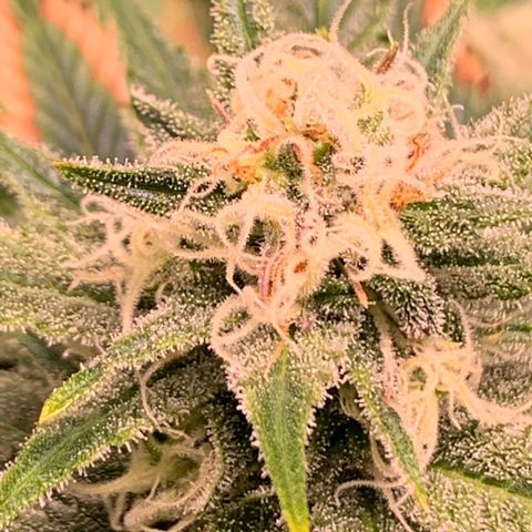 Lemon Pie growlog timeline photo
