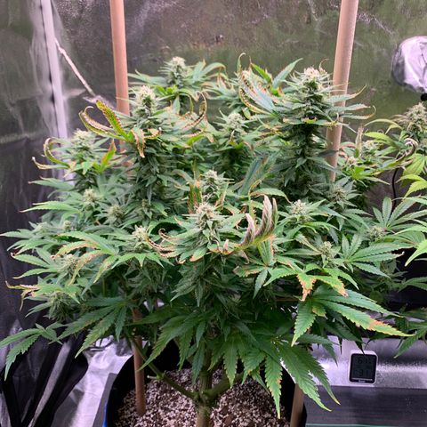 Lemon Pie growlog timeline photo