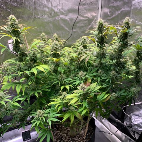 Cherry Blossom CBD growlog timeline photo
