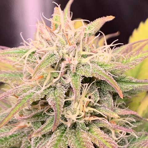 Cherry Blossom CBD growlog timeline photo