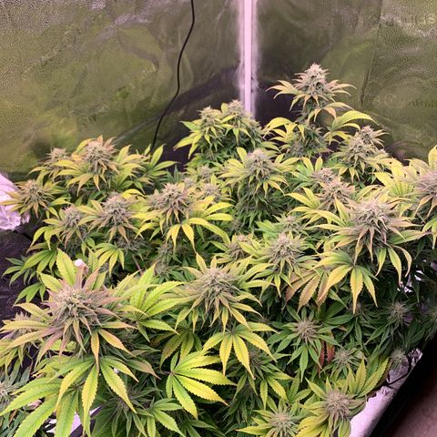 Cherry Blossom CBD growlog timeline photo