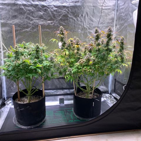 Lemon Pie growlog photo: Getting close.  Probably the last week of nutes 
