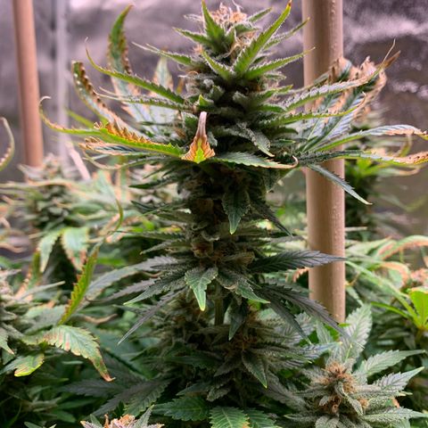 Lemon Pie growlog timeline photo