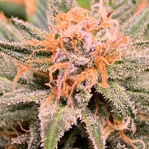 Lemon Pie growlog timeline photo