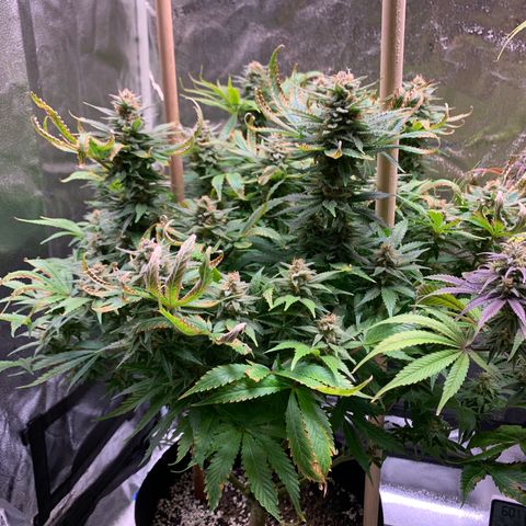 Lemon Pie growlog timeline photo