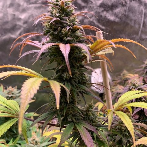 Cherry Blossom CBD growlog timeline photo