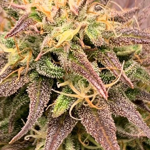 Cherry Blossom CBD growlog timeline photo