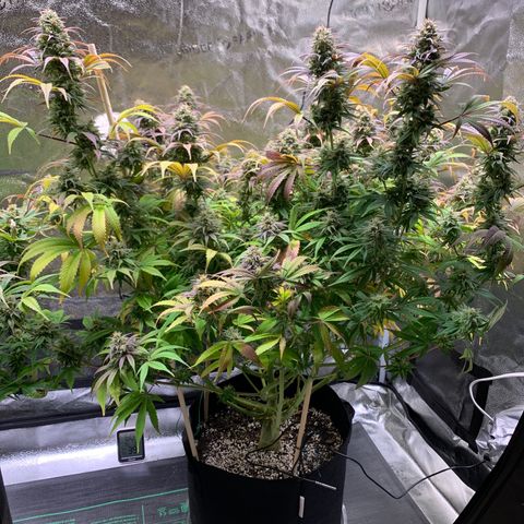 Cherry Blossom CBD growlog timeline photo