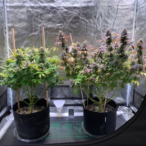 Lemon Pie growlog photo: Trichomes are starting to get a little milky, more so on the lemon