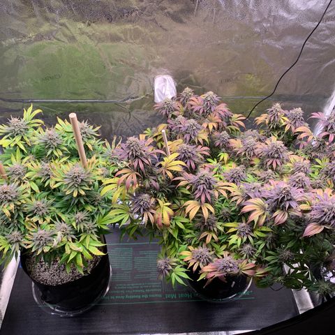 Lemon Pie growlog photo: Trichomes are starting to get a little milky, more so on the lemon