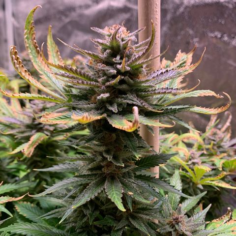 Lemon Pie growlog timeline photo