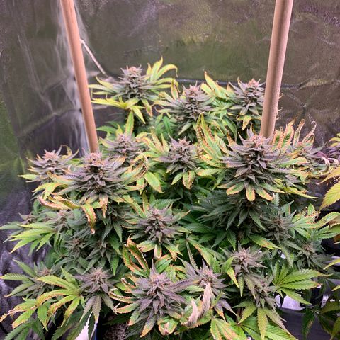 Lemon Pie growlog timeline photo