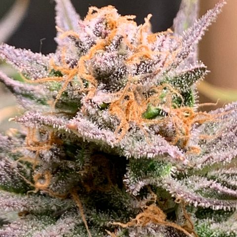Lemon Pie growlog timeline photo