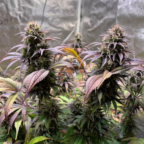 Cherry Blossom CBD growlog timeline photo