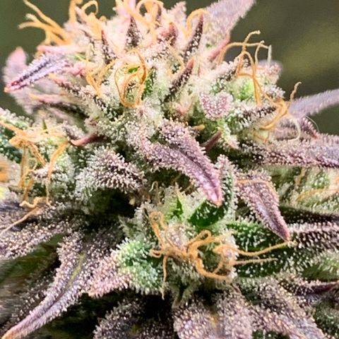 Cherry Blossom CBD growlog timeline photo