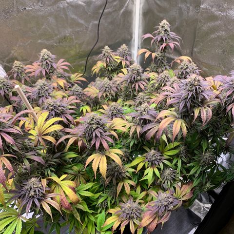 Cherry Blossom CBD growlog timeline photo