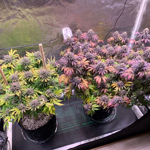 Lemon Pie growlog photo: Trichomes are getting milky.  Haven’t noticed any browning on any of them yet 