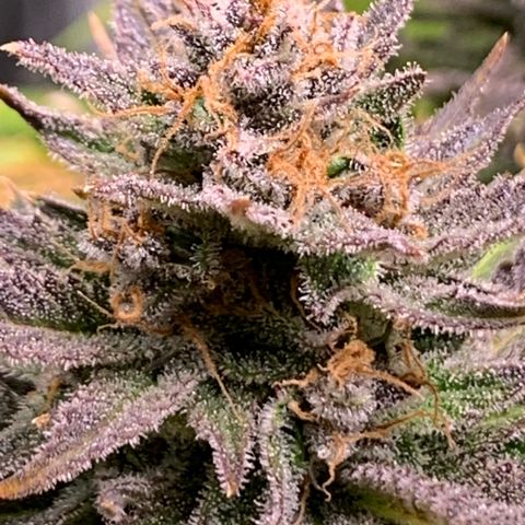 Lemon Pie growlog timeline photo